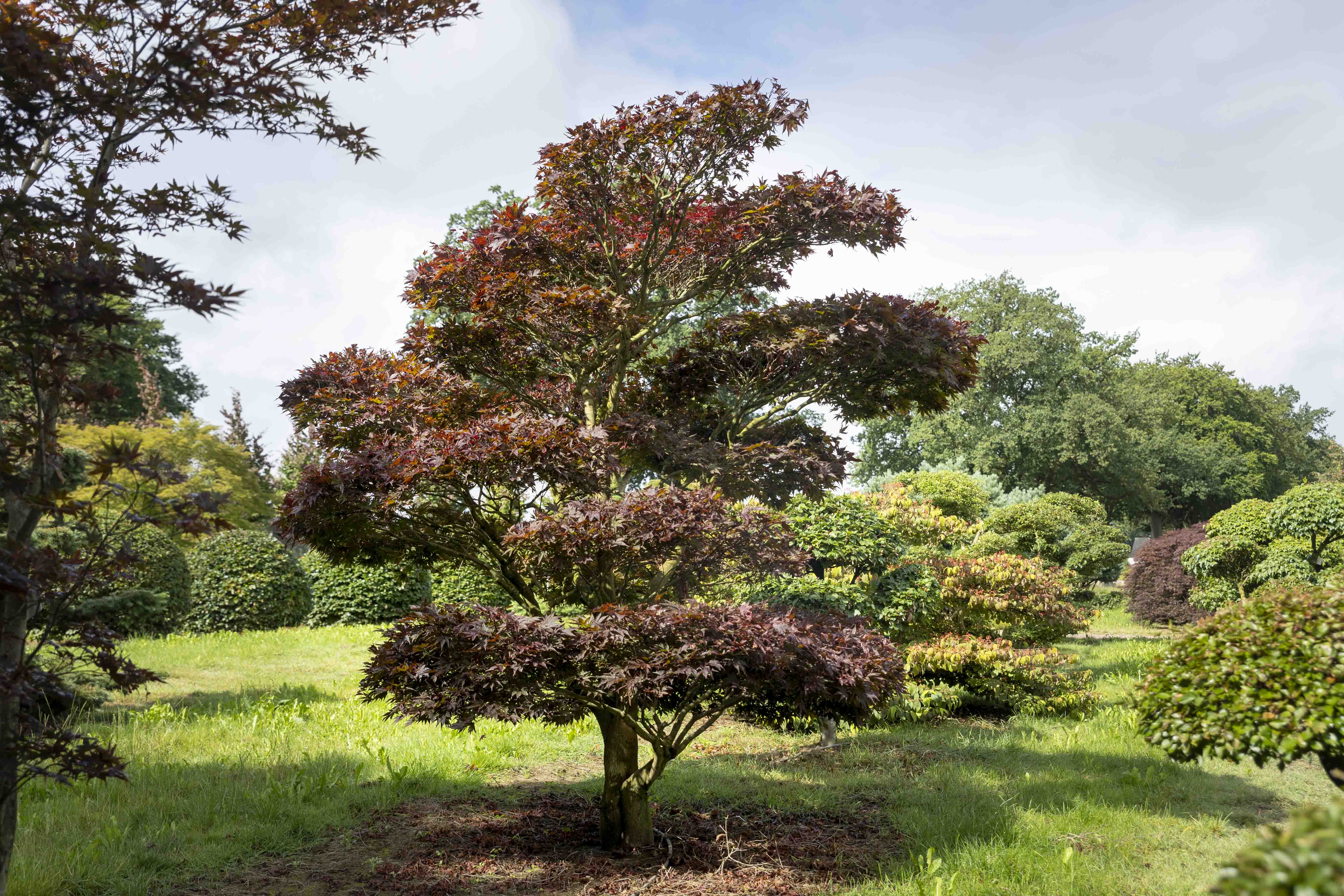 Acer palmatum 'Atropurpureum' Bonsai 